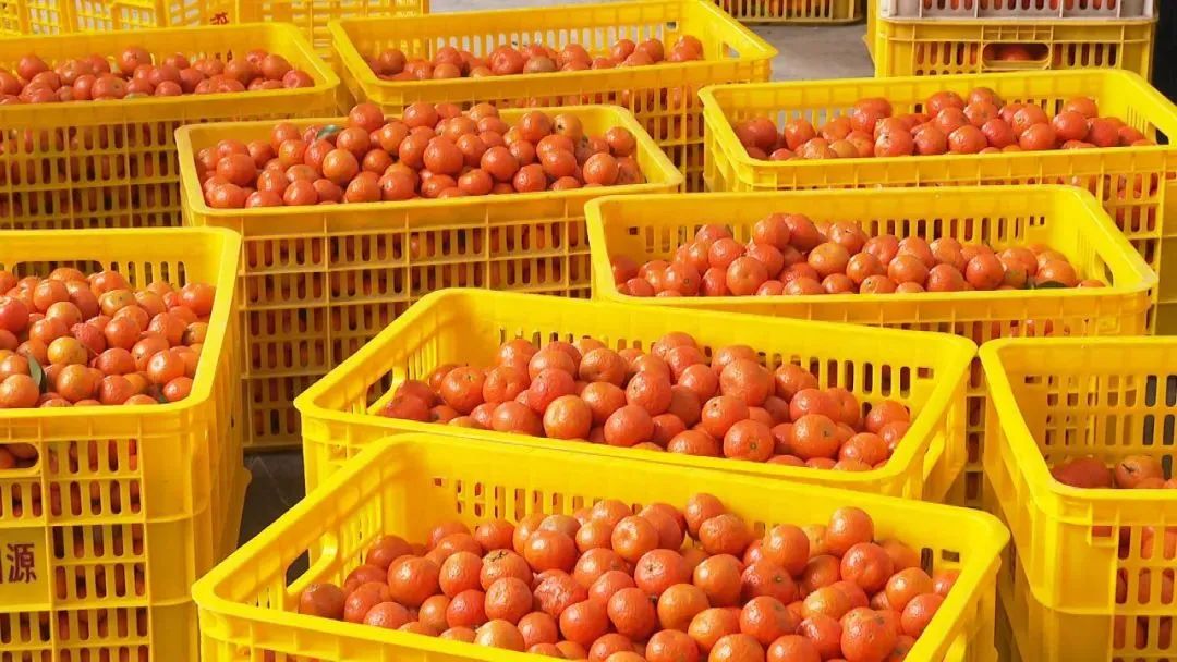 四会大沙:以桔为媒搭起“两化融合”一道桥